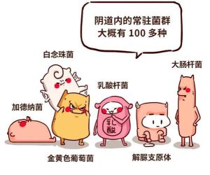 阴道菌群失衡,真的和性传播有关系吗?-两性知识丨两性健康--你想了解的我都知道