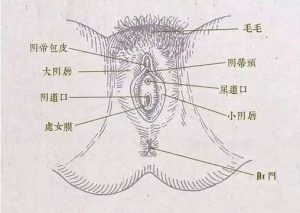 性欲低和阴道萎缩真的有关联吗？-两性知识丨两性健康--你想了解的我都知道
