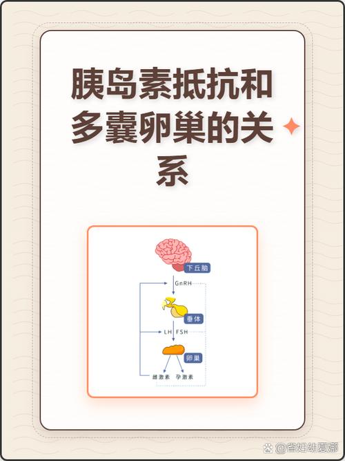 多囊和胰岛素抵抗有关系吗