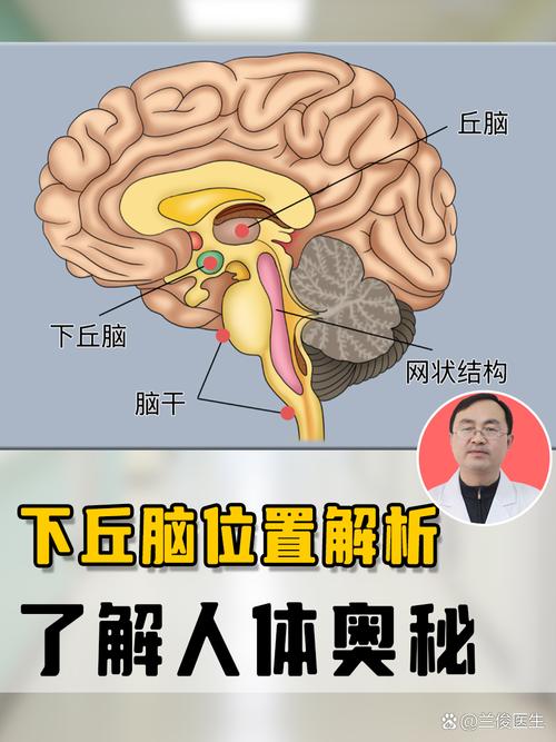 下丘脑功能异常会影响性欲吗