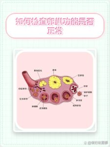 卵巢功能减退要查卵巢血流吗?一文说清检查重点-两性知识丨两性健康--你想了解的我都知道