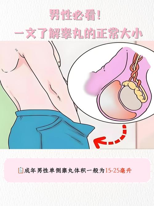 两侧睾丸大小差多少算正常