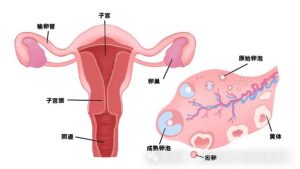 绝经后卵巢还在分泌激素吗?-两性知识丨两性健康--你想了解的我都知道