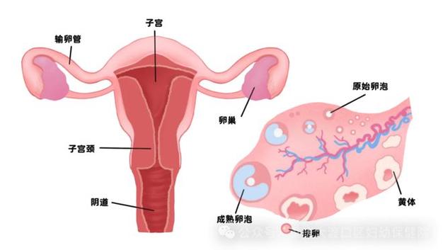 绝经后卵巢还在分泌激素吗
