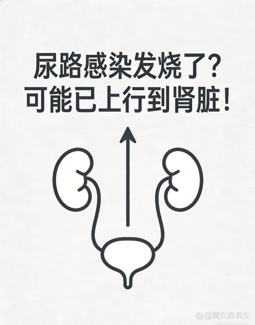 尿路感染会发烧吗
