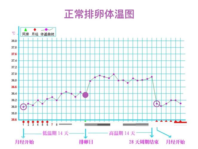 气温变化会影响排卵吗-示意图