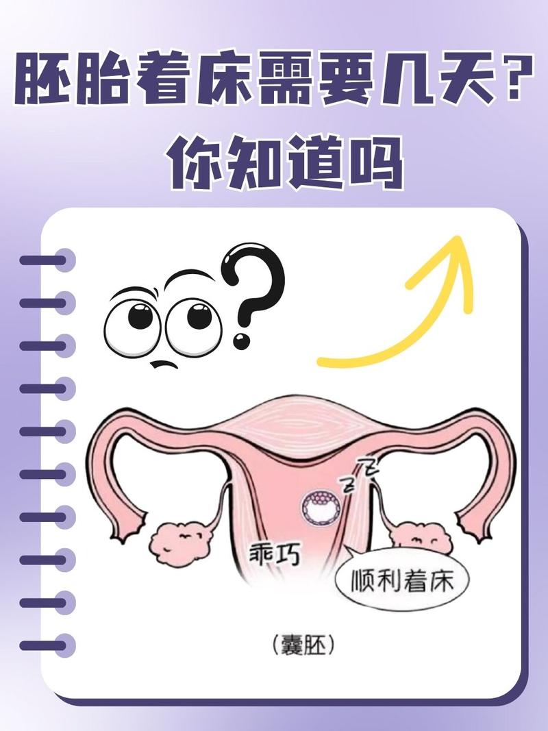 乳酸杆菌和胚胎着床有关吗-相关配图